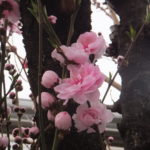 レーザーカッターと明治時代