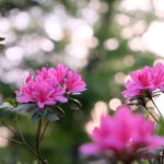 お勧めします、『脳科学者の母が、認知症になる』