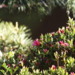 ワークショップのお申し込み方法