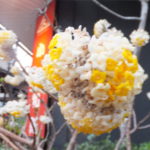 2019年3月15日小津和紙本館前の三椏