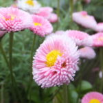 #絆と癒しCOMの動画5