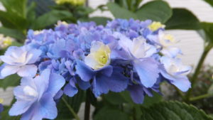 記憶の心理学をご存知ですか