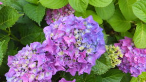 記憶の心理学をご存知ですか