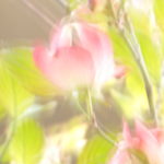 #絆と癒しCOMの動画７