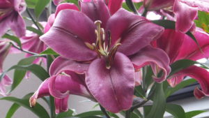 母に教えてもらっているのね（後半）