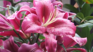 母に教えてもらっているのね（後半）