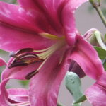 母に教えてもらっているのね