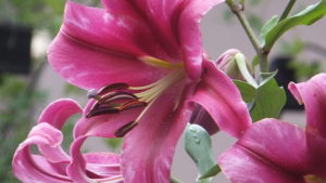 母に教えてもらっているのね（後半）