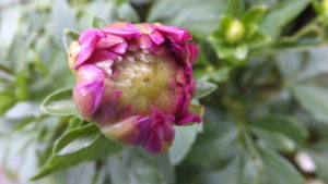 コミック『さよならわたしのおかあさん』は切なくて温かい