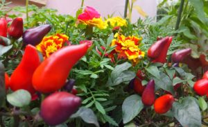 さよならわたしのおかあさん