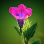 #絆と癒しCOMの動画13