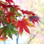 #絆と癒しCOMの動画15