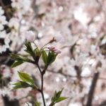 #絆と癒しCOMの動画2