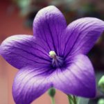 #絆と癒しCOMの動画20