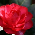 #絆と癒しCOMの動画18