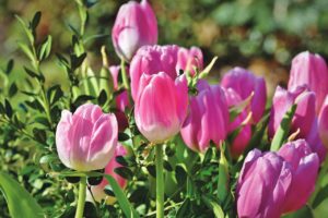 自宅待機中のストレス解消法は？