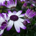 ＃絆と癒しCOMの動画63