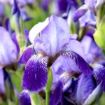 もう”ふつう”なんて無いから『みんなの「わがまま」入門』