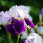 ＃絆と癒しCOMの動画64