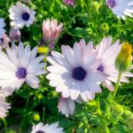 おじさん解読の手引書『50歳の衝撃』