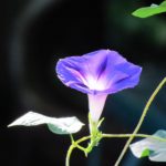 ＃絆と癒しCOMの動画68