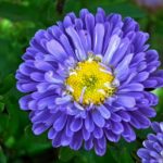 ゆる～く心を鎮める方法を教えてくれる『コロナうつはぷかぷか思考でゆるゆる鎮める』