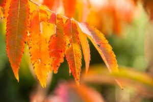 肥満で、新型コロナウイルスの死亡リスクが1.5倍に上昇