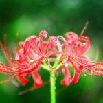 #絆と癒しCOMの動画77