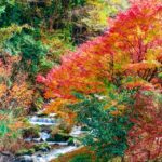 #絆と癒しCOMの動画83