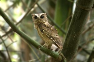 ペットのための防災対策をおこなっている人は、わずか２割（後編）