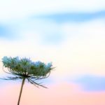 モネの世界と制御しきれない体を併せ持った自閉症が切ない『自閉症の僕が跳びはねる理由』