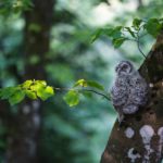 #絆と癒しCOMの動画100