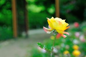 メルカリ用03　母の日用薔薇のプチ動画