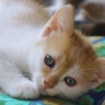 あなたは愛犬あるいは愛猫の噛み癖に、悩んでいますか？