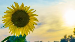 【オーダーメード・プチ動画】アコースティック&フラメンコギターの音色にひまわりを合わせた#お誕生日祝い#プチ動画はいかがですか？「絆のプチ動画#12」