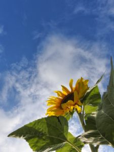 【#オーダーメードプチ動画】西瓜や夏雲の写真に明るく元気なBGMの#残暑見舞い#プチ動画はいかがですか？「絆のプチ動画#25」