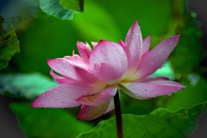 【オーダーメード・プチ動画】涼しげな水面と睡蓮の写真にピアノと木管楽器の調べを合わせた#暑中見舞いの#プチ動画はいかがですか？「絆のプチ動画#21」