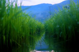 【#オーダーメードプチ動画】稲や田んぼの写真に優しいピアノが切ない#残暑見舞い#プチ動画はいかがですか?「絆のプチ動画#31」