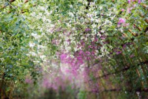 【#オーダーメードプチ動画】萩の花にフルートの調べが美しい#お誕生日祝い「#絆のプチ動画#39」