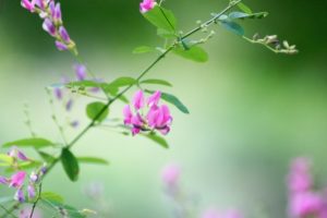 【#オーダーメードプチ動画】萩の花にフルートの調べが美しい#お誕生日祝い「#絆のプチ動画#39」