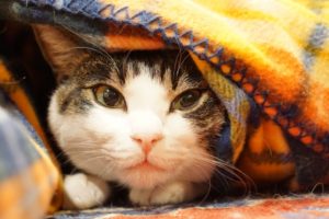 【#オーダーメードプチ動画】雪を口実に、#こたつでまったり過ごそうと誘う「#絆のプチ動画#65」