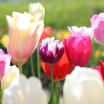 2月４日はパソコン・トラブルで配信できませんでした