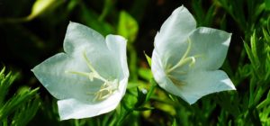 訪問介護サービスを利用できそうな方法を調べた検索の失敗例と成功例を紹介します！