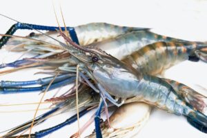 イカやタコ等に多く含まれるタウリンが、老化を抑制する可能性を動物実験で発見しました!