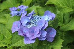 中年期から問題が発生した場合に「回避」行動を頻繁に選ぶ人は、認知機能が低下しやすいと判明！