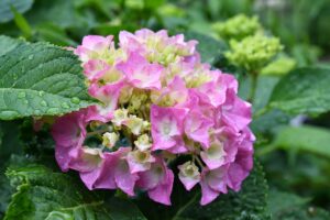 中年期から問題が発生した場合に「回避」行動を頻繁に選ぶ人は、認知機能が低下しやすいと判明！