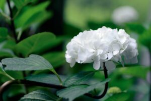 中年期から問題が発生した場合に「回避」行動を頻繁に選ぶ人は、認知機能が低下しやすいと判明！