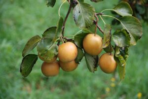 漢方の認知症治療は、BPSDの改善だけではなく、その人がその人らしい生活をしっかり長い間送ることができること！