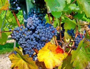 漢方の認知症治療は、BPSDの改善だけではなく、その人がその人らしい生活をしっかり長い間送ることができること！