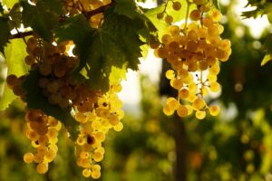 漢方の認知症治療は、BPSDの改善だけではなく、その人がその人らしい生活をしっかり長い間送ることができること！